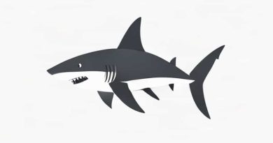 Finny The Shark Open Shut Them