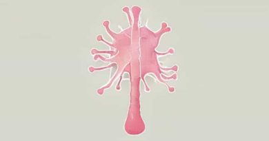 How Is Apoptosis Involved In Normal Embryological Development