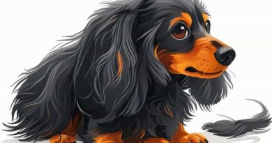 How Much Is A Long Haired Dapple Dachshund