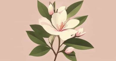 How Old Is Noreen In Sweet Magnolias