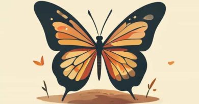 How To Make A Butterfly Puddling Station