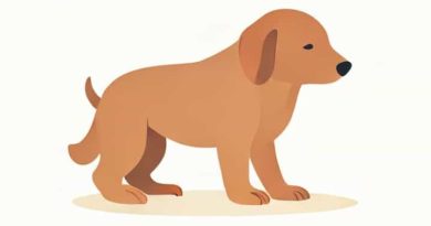 How To Treat Mange In Dogs At Home