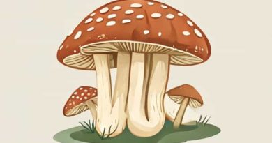 Is It Safe To Eat Puffball Mushrooms