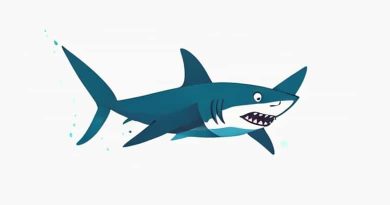 Keep On Swimming Finny The Shark