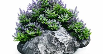 Lichens That Colonize Rocks Are Called As