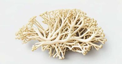 Mycelium In Rhizopus Are Septate And Nucleate