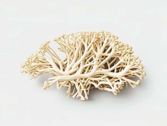 Mycelium In Rhizopus Are Septate And Nucleate