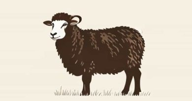 North Country Cheviot Sheep For Sale