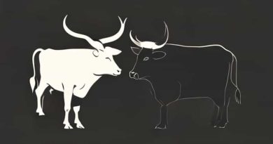 What Is A Steer Vs Bull