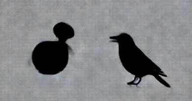 Difference Between Male And Female Jackdaw