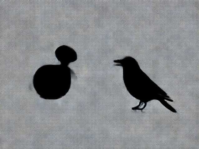 Difference Between Male And Female Jackdaw