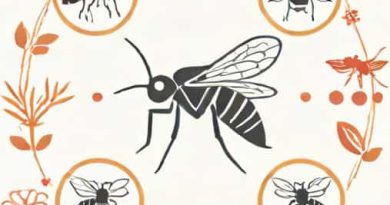 Explain The Life Cycle Of Anopheles Mosquito