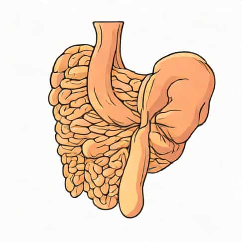 Fatty Atrophy Of The Paraspinal Musculature
