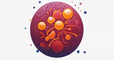 How Do Cortical Granules Prevent Polyspermy