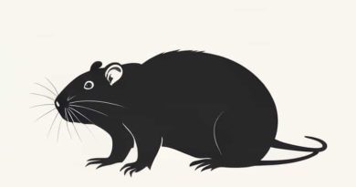 Keeping An Amphibious Rodent For Domestic