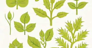 Plesiomonas Shigelloides Biochemical Tests