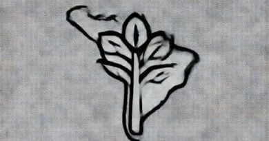 South American Tree Cultivated For Caffeine