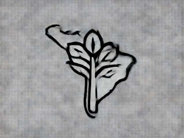 South American Tree Cultivated For Caffeine