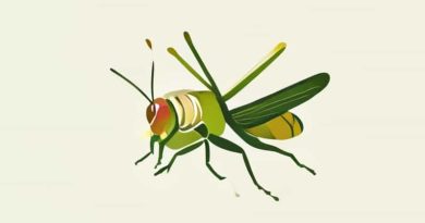 Summary Of On The Grasshopper And Cricket