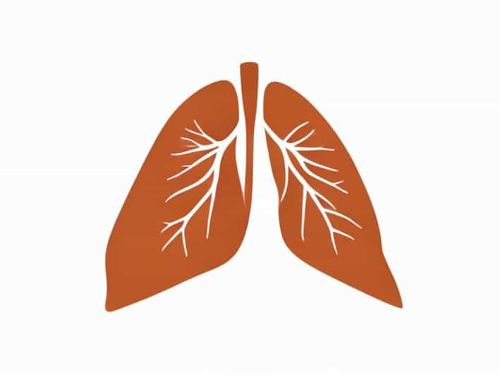 The Pleurae Are Serous Membranes Lining The