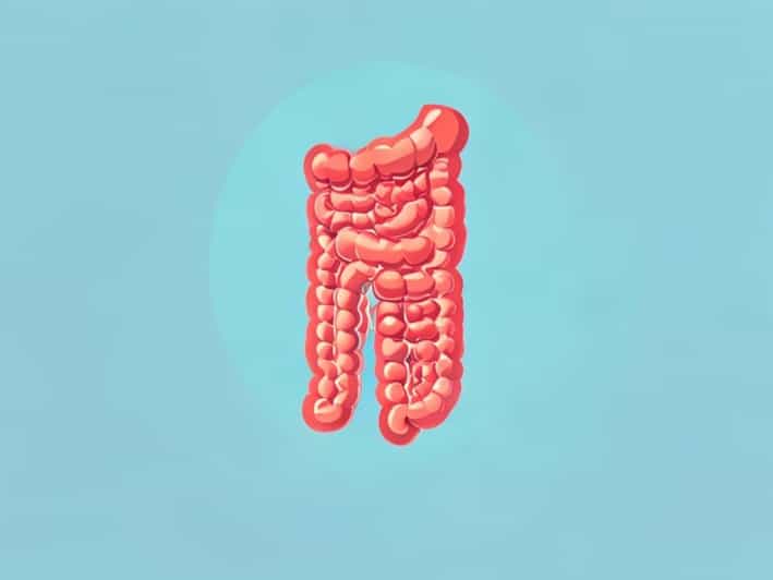 What Is Peristalsis In The Digestive System