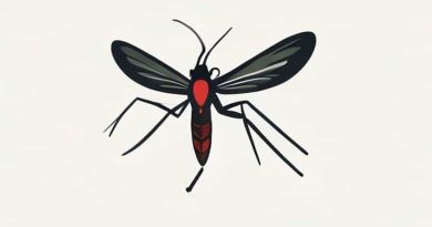 What Kind Of Mosquito Causes Elephantiasis