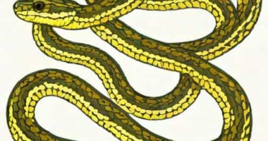 Eastern Garter Snake Poisonous