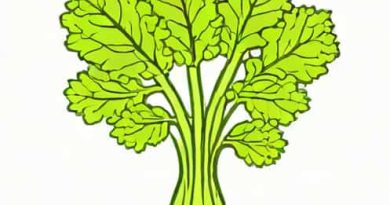 How To Grow Celery From Stalk