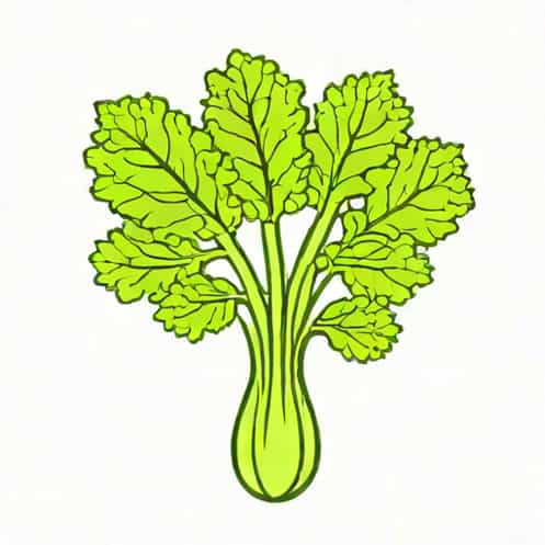 How To Grow Celery From Stalk
