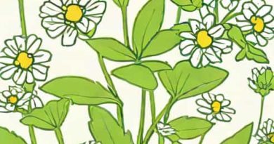 Is Mouse Ear Chickweed Edible