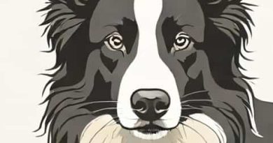 Quanto Vivono I Border Collie