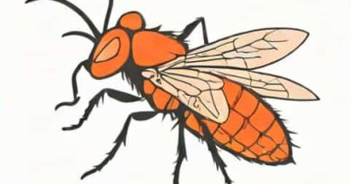 Resting Position Of Anopheles