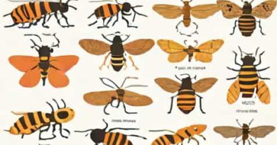 Types Of Pupae In Insects Ppt