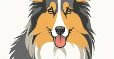 Venta De Perros Collie Lassie