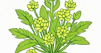 What To Use To Kill Chickweed