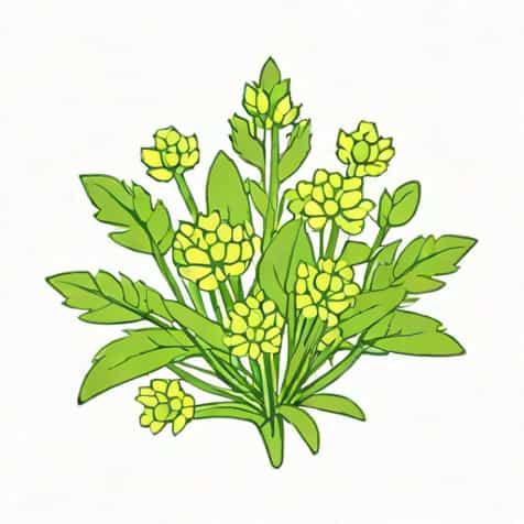 What To Use To Kill Chickweed