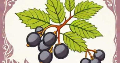Zand Immunity Elderberry Zinc