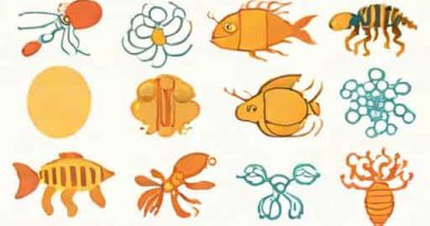 List Three Applications Of Transgenic Organisms