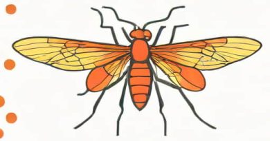 Malaria Is Caused By Female Anopheles Mosquito