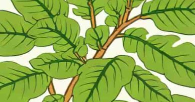 Philodendron Fuzzy Petiole Climber Or Crawler